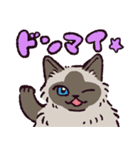 ヒマラヤンです（個別スタンプ：28）