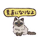 ヒマラヤンです（個別スタンプ：31）