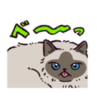 ヒマラヤンです（個別スタンプ：32）