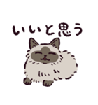 ヒマラヤンです（個別スタンプ：33）