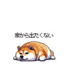 意外と使えるネガティブふとっちょ柴犬（個別スタンプ：8）