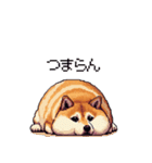 意外と使えるネガティブふとっちょ柴犬（個別スタンプ：12）