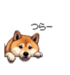 意外と使えるネガティブふとっちょ柴犬（個別スタンプ：31）