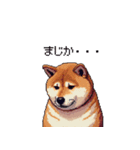 意外と使えるネガティブふとっちょ柴犬（個別スタンプ：37）