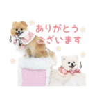 ポメラニアンのびわうるち（個別スタンプ：1）