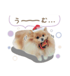 ポメラニアンのびわうるち（個別スタンプ：4）