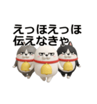 動く 3D三匹の擦れねこ2（個別スタンプ：14）
