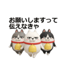動く 3D三匹の擦れねこ2（個別スタンプ：17）