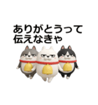 動く 3D三匹の擦れねこ2（個別スタンプ：19）