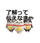 動く 3D三匹の擦れねこ2（個別スタンプ：20）