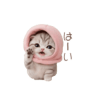 動く！スコティッシュ猫 ずっと使える日常（個別スタンプ：1）