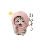 動く！スコティッシュ猫 ずっと使える日常（個別スタンプ：3）