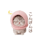 動く！スコティッシュ猫 ずっと使える日常（個別スタンプ：4）