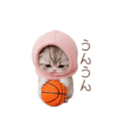 動く！スコティッシュ猫 ずっと使える日常（個別スタンプ：5）