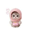 動く！スコティッシュ猫 ずっと使える日常（個別スタンプ：10）