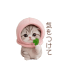 動く！スコティッシュ猫 ずっと使える日常（個別スタンプ：13）