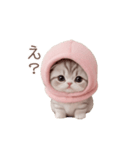 動く！スコティッシュ猫 ずっと使える日常（個別スタンプ：16）