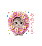 動く！スコティッシュ猫 ずっと使える日常（個別スタンプ：18）