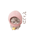 動く！スコティッシュ猫 ずっと使える日常（個別スタンプ：20）