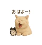 ネコしてます:いつものやつ 1（個別スタンプ：1）