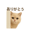 ネコしてます:いつものやつ 1（個別スタンプ：2）