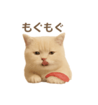 ネコしてます:いつものやつ 1（個別スタンプ：4）