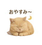 ネコしてます:いつものやつ 1（個別スタンプ：5）