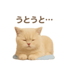 ネコしてます:いつものやつ 1（個別スタンプ：7）