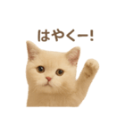 ネコしてます:いつものやつ 1（個別スタンプ：10）