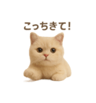 ネコしてます:いつものやつ 1（個別スタンプ：11）