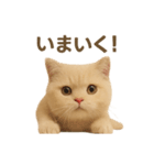 ネコしてます:いつものやつ 1（個別スタンプ：12）