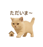 ネコしてます:いつものやつ 1（個別スタンプ：14）
