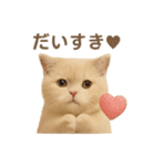 ネコしてます:いつものやつ 1（個別スタンプ：18）