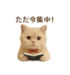 ネコしてます:いつものやつ 1（個別スタンプ：22）