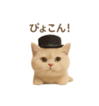 ネコしてます:いつものやつ 1（個別スタンプ：25）
