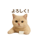 ネコしてます:いつものやつ 1（個別スタンプ：26）