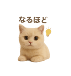 ネコしてます:いつものやつ 1（個別スタンプ：27）