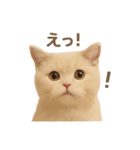 ネコしてます:いつものやつ 1（個別スタンプ：29）