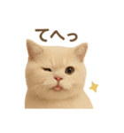 ネコしてます:いつものやつ 1（個別スタンプ：30）