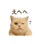 ネコしてます:いつものやつ 1（個別スタンプ：31）