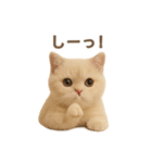ネコしてます:いつものやつ 1（個別スタンプ：33）
