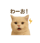 ネコしてます:いつものやつ 1（個別スタンプ：35）
