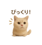 ネコしてます:いつものやつ 1（個別スタンプ：37）
