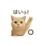 ネコしてます:いつものやつ 1（個別スタンプ：39）