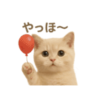 ネコしてます:いつものやつ 2（個別スタンプ：1）