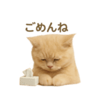 ネコしてます:いつものやつ 2（個別スタンプ：11）