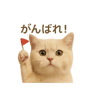ネコしてます:いつものやつ 2（個別スタンプ：12）