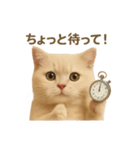 ネコしてます:いつものやつ 2（個別スタンプ：15）