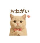 ネコしてます:いつものやつ 2（個別スタンプ：17）