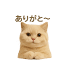 ネコしてます:いつものやつ 2（個別スタンプ：20）